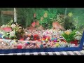 #aqurium #fishaquarium #coralreeffishes #beautiful #fishtankdecoration #ideas #youtubevideos #viral