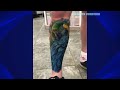 FUNNY AND CUTE PARROTS - TRY NOT TO LAUGH!! #49 🦜❤️