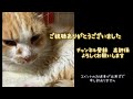 怪我をした野良猫を保護しました