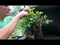 Early Summer Pruning and a New Cube, The Bonsai Zone, July 2024