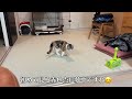 【子猫動画】大好きな歯磨きからの〜謎の赤い光に大興奮www