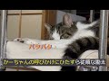 猫は尻尾で語る😸🤭　そして忖度する🤣　【月曜・金曜は兄妹猫の担当です😻】(Video Up On Mon.and Fri.）