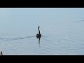 Black swans at Chew valley lake