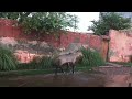 Antelope (Nilgai)