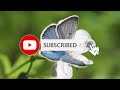 4K Ultra HD video | butterfly's | relaxing soft music | meditation  piano music