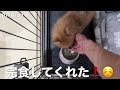 【vlog】ポメラニアンの子犬をお迎えした初日ルーティン【初投稿】