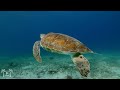 TURTLE PARADISE 4K Undersea Ambient Nature Relaxation Film + Jason Stephenson Meditation Music 🐢🥰