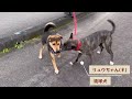 【閲覧注意】過酷な大地に生きる！動物たちの戦いの記録 #奄美大島 #nゴン太 #シリケンイモリ