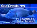 【4K Japan Aquarium】Zebra Shark【Subscribe Now】
