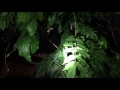 Feeding a MASSIVE Garden Orb Weaver spider!