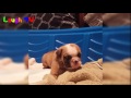 Top 15 English BullDog Funny Videos Ever -  Funny BullDog Compilation