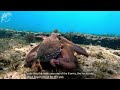 Octopus (Octopus vulgaris). Intelligent predator, vulnerable prey   ~4K~   #octopus #marinebiology