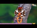 Tiny Caterpillar Makes Stunning Metamorphosis into a Garden Tiger Moth | The Dodo Little But Fierce