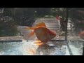 goldfish oranda Mix Single tail