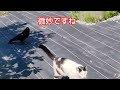 Crow and cat are friends