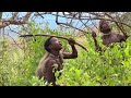 Into the Wild: Hadza Hunting and Cooking Adventure | RAIDING MONKEYS