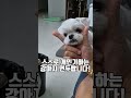 이런 강아지 보셨나요? 스스로 하는 개인기? A dog that does personal talent on its own?