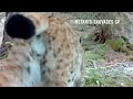 Lynx et renard marquent leur territoire commun - instants sauvages SP 2024-03-17