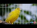 🐤 Music for canaries to improve the singing of canaries 🐤