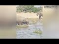 WHEN ANIMALS MESSED WITH THE WRONG OPPONENT!