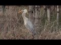 Heron has a mouthful of Catfish!