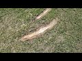 How to remove tree roots in your lawn