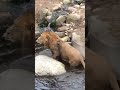 Distracted lion takes a tumble