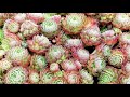 Types of Succulents -- Cold Hardy and Soft Succulents