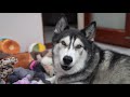 Husky Sees Rescue Dogs Play With HIS Toys He Donated!