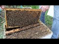 Beekeeping | What To Do When Your Bees Run Out Of Room | GIVEAWAY
