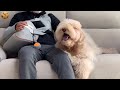 Big Fluffy Dog Cries When Reunited With Sick Dad