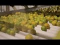 Why Florida Oranges Had The Worst Harvest Since World War II | Big Business | Insider Business