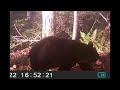 Trail Cam Footage, Autumn 2023