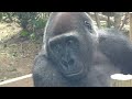Dad Momotaro rushes to Kintaro's cry. 【Kyoto Zoo】Gorilla