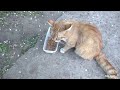 Ginger cat met his luck on the street