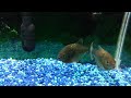 Killer piranhas