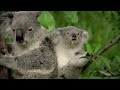 Koala Country - Tales from Down Under | Free Documentary Nature