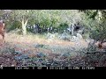 2022 Browning Spec Ops Elite HP5 Trail Camera Sample Footage