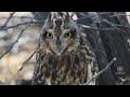 Unveiling the Short-Eared Owl's Superpower: How it Beats the Heat of Little Rann of Kutch #birds