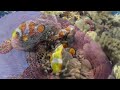 Ocean Life 4K Video  Piano And Cello Special Performance Beautiful Coral Reef Fish For Stress Relief