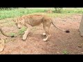MOVING DAY! How Kevin Richardson Juggles Lions? | The Lion Whisperer