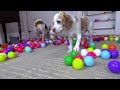 Puppy Surprised by Balls Falling Down Stairs: Cute Puppy Indie Has Cutest Reaction to EPIC Ball Drop