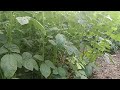 cluster bean plant