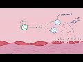 Vasculitis | Clinical Presentation