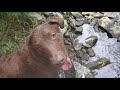 Dog catches fish where human can't