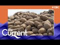 What to do with 5.4 million kilograms of excess potatoes? | The Current