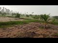 mango farm - heavy rains - in monsoon