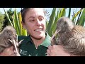 Amazing facts about the kiwi bird
