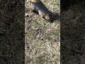 Squirrley, the squirrel