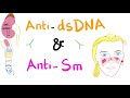 Anti-dsDNA vs Anti-Smith Antibodies